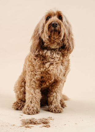 Ultimate Dog Grooming Kit