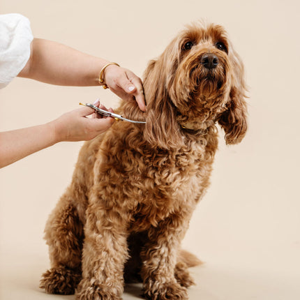 Ultimate Dog Grooming Kit
