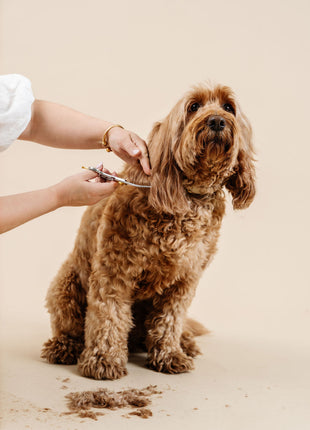 Ultimate Dog Grooming Kit