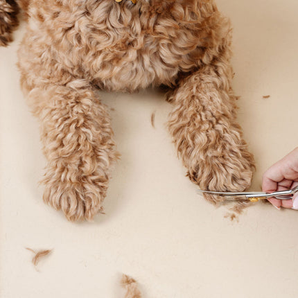 Ultimate Dog Grooming Kit