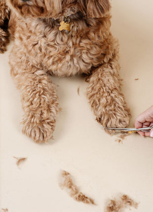 Ultimate Dog Grooming Kit