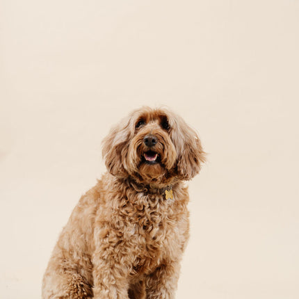Ultimate Dog Grooming Kit