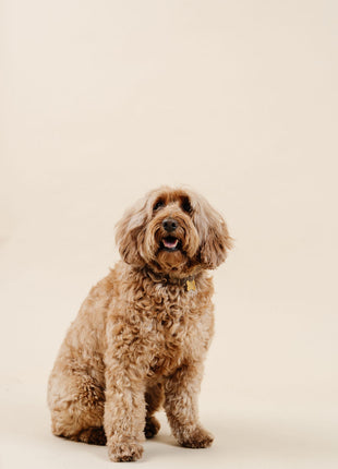 Ultimate Dog Grooming Kit