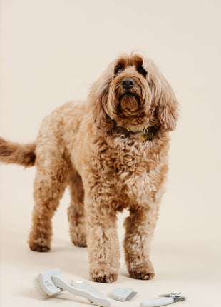 Pup Parent Essentials