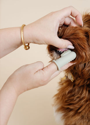 Ultimate Dog Grooming Kit