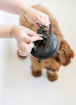 Stay In Place Leash