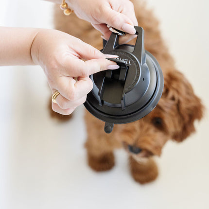 Stay In Place Leash