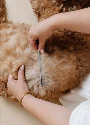 Pup Parent Essentials