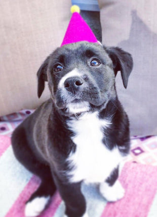 PAWTY HAT