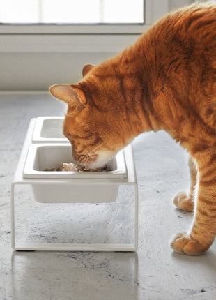 Pet Food Bowl - Tall - Steel + Ceramic
