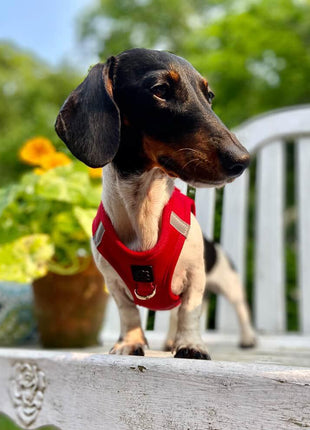 SoHo Dog Harness - Iconic Red