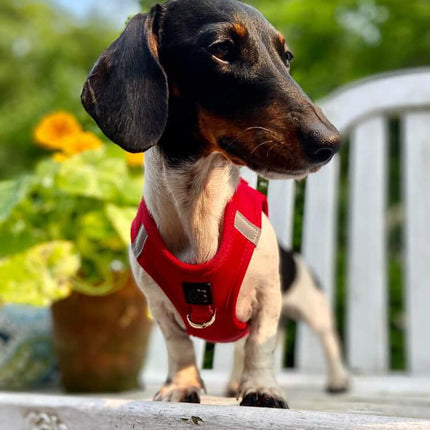 SoHo Dog Harness - Iconic Red