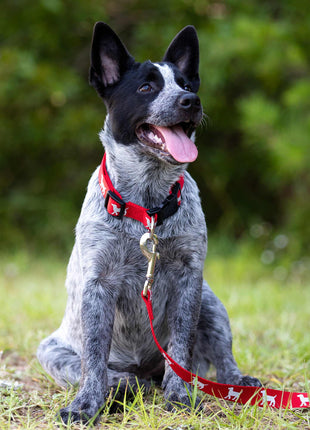 Jeffers Reflective Hound Series Nylon Dog Leash