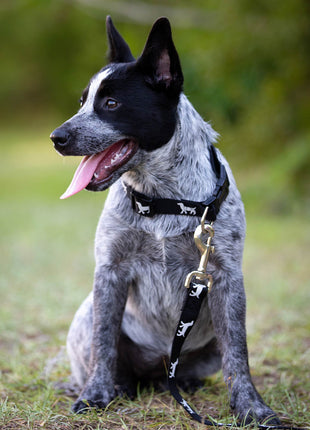 Jeffers Reflective Hound Series Nylon Dog Leash