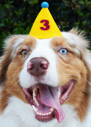 PAWTY HAT - Purple Number