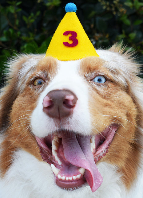 PAWTY HAT - Purple Number