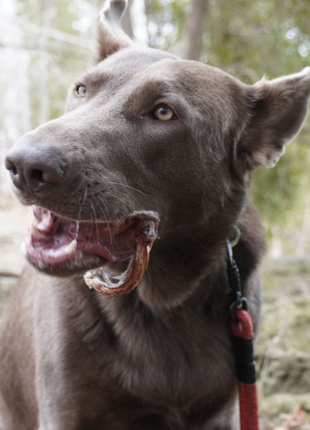Small Bully Stick Ring