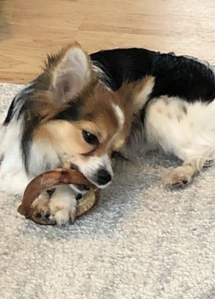 Small Bully Stick Ring