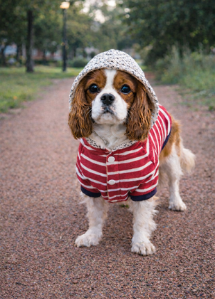 Parisian Pet 'Striped Pom Pom Hoodie', Red – Soft & Fashionable Pet Hoodie with Playful Pom Pom Design - Pup List