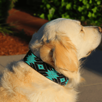 Saint Barth Sambboho dog collar (Deluxe Edition)