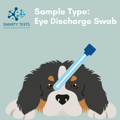 Respiratory Infection Screen for Dogs 10-Minute Rapid Test (Dog Coughing Test): At-Home Testing
