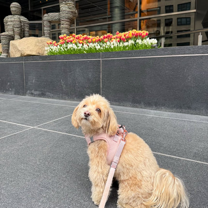 City Dog Leash - Blush