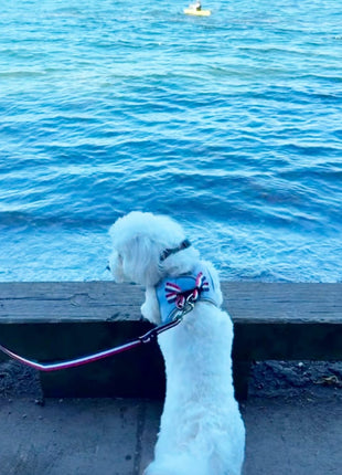 City Dog Leash - Champion Gray