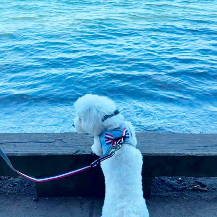 City Dog Leash - Champion Gray