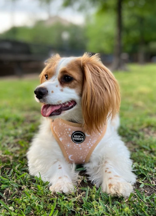 Pawstruck Adjustable Harness