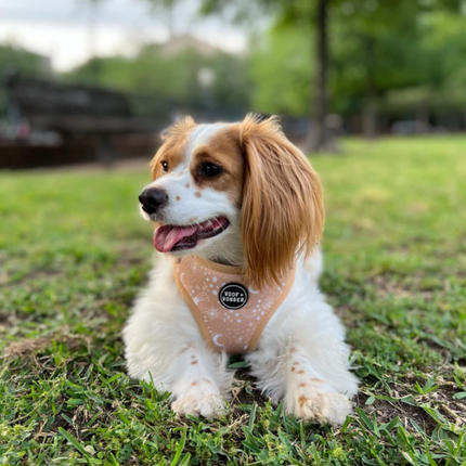 Pawstruck Adjustable Harness