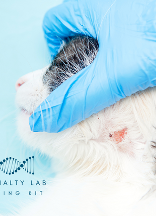 Ringworm PCR Test for Pets: At-Home Testing