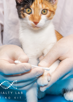 Ringworm PCR Test for Pets: At-Home Testing