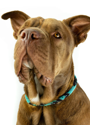 Saint Barth Sambboho dog collar (rolled)