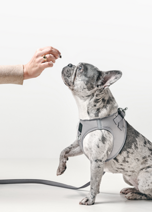 3-in-1 City Dog Leash - Steel - Pup List
