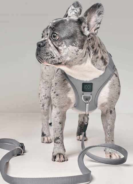 3-in-1 City Dog Leash - Steel