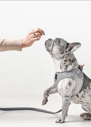 City Dog Leash - Steel