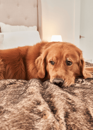 PupProtector™ Short Fur Waterproof Throw Blanket - Sable Tan