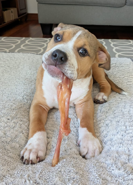 Beef Tendon