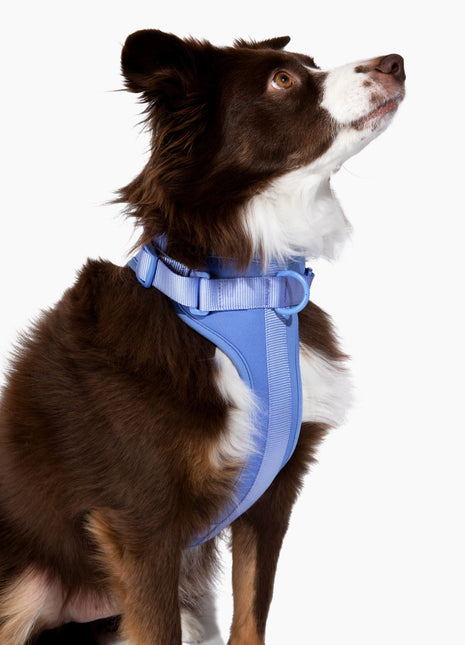 Harness - Pup List