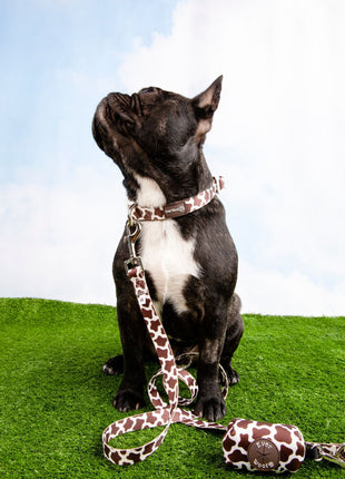 Chocolate Cow Collar