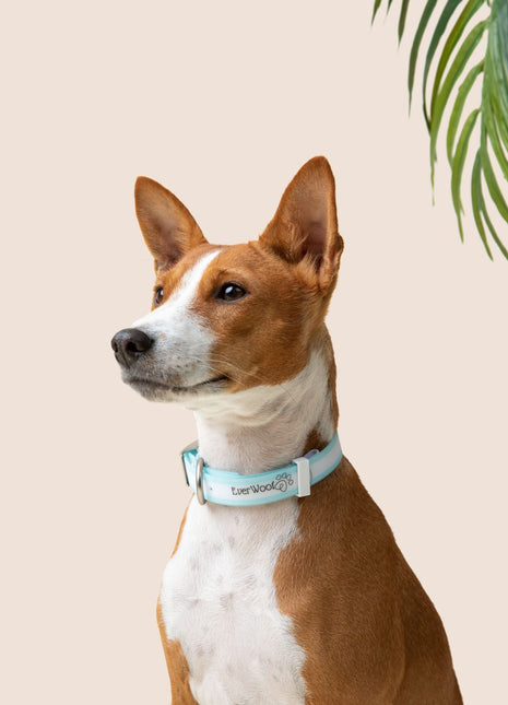 Cloud Nine Waterproof Collar