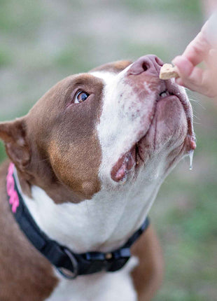 Wonder Bark Everyday All Natural Grain-Free Dog Treats