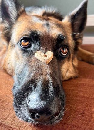 Wonder Bark Everyday All Natural Grain-Free Dog Treats