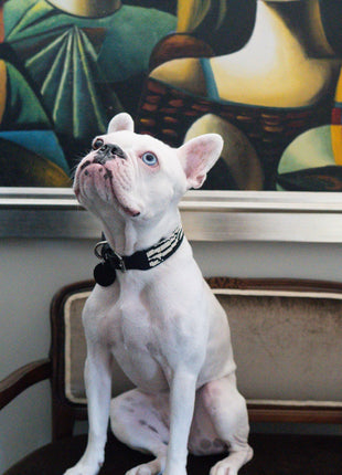 Zebra Sambboho dog collar (animal print collection)